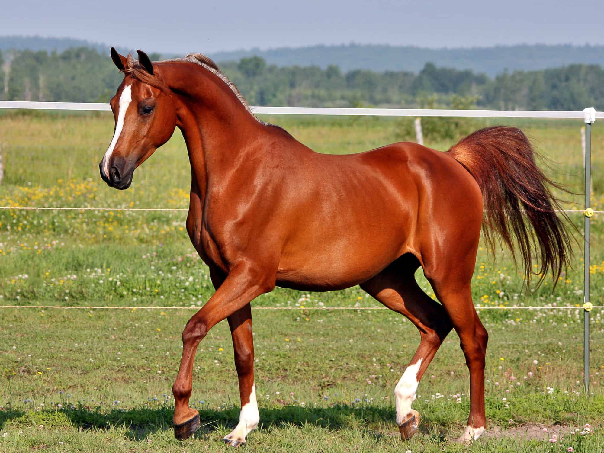 Arabian horse beautiful arabian horse