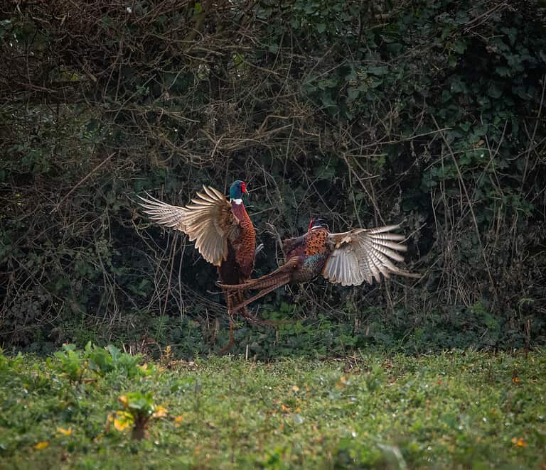 Two pheasants fighting in mid air