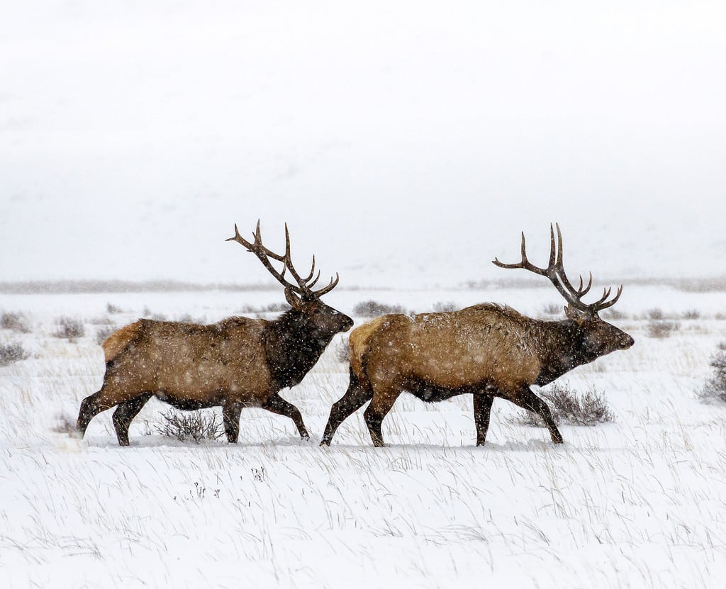 Elk, Snow, Stag, Winter, Animal
