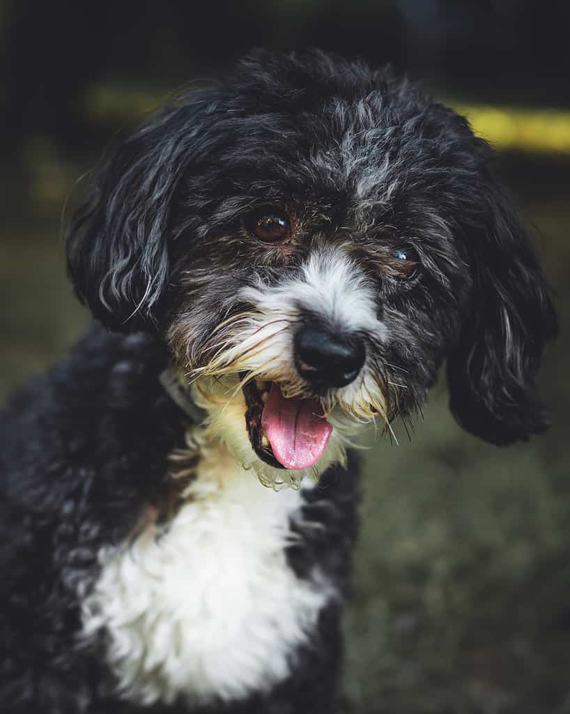Vertical closeup shot of a cute black and white Yorkipoo dog with an open mouth