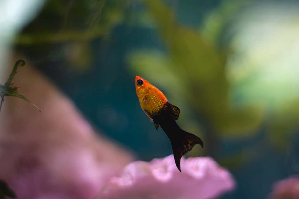 Closeup shot of a mollies yellow fish on the aquarium