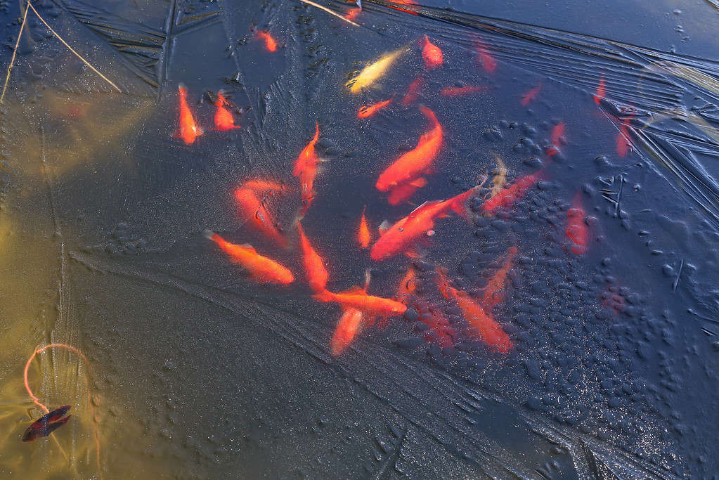 To keep koi safe outside in the winter, know the frost line in your region.