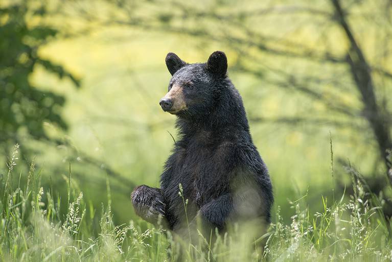 Animal, Animal Head, Animal Wildlife, Animals In The Wild, Bear