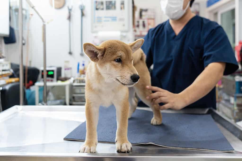 Veterinarian examining Puppy Shiba inu dog. check the body with a veterinarian.