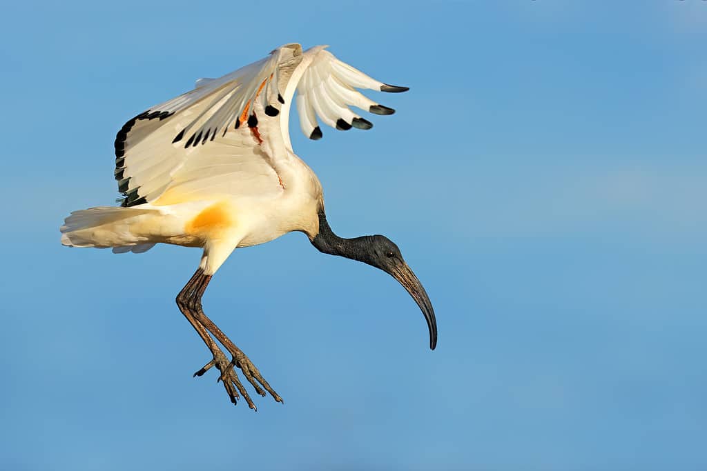 An African sacred Ibis (Threskiornis aethiopicus) in flight with open wings, South Africa