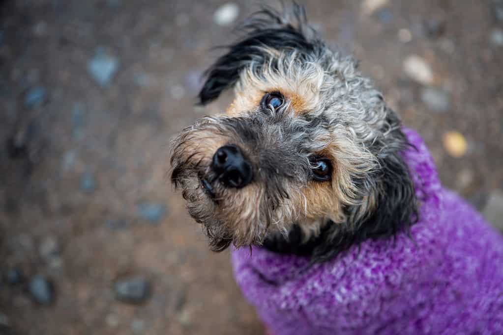 Closeup shot of a cute Yorkipoo standing on the ground