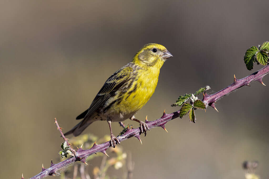 Beautiful shot of a European Serin bird perched on a branch in the forest
