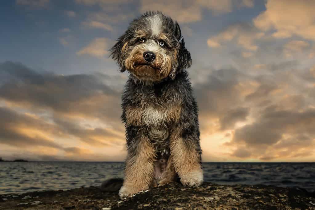 Aussiedoodle Sitting On A Rock with Dramatic Sunset