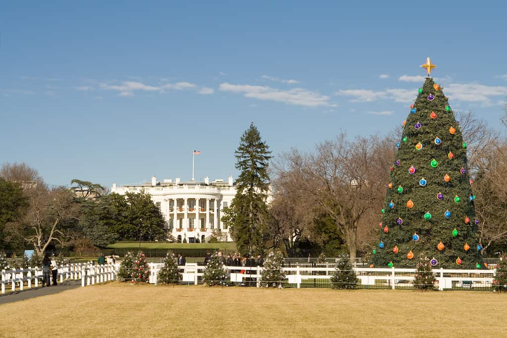 National Christmas Tree in Front of White House, Washington DC