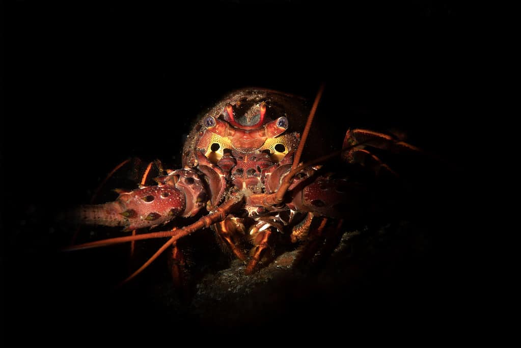 California Spiny lobster
