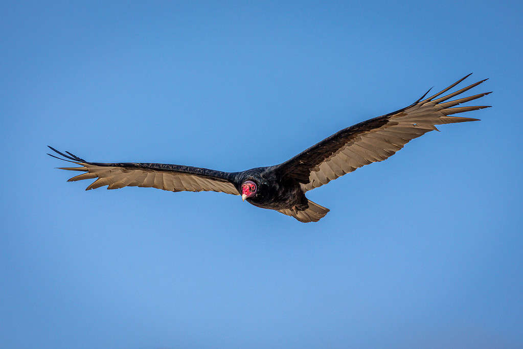 The california condor soaring through the air with a wingspan of 3 meters,