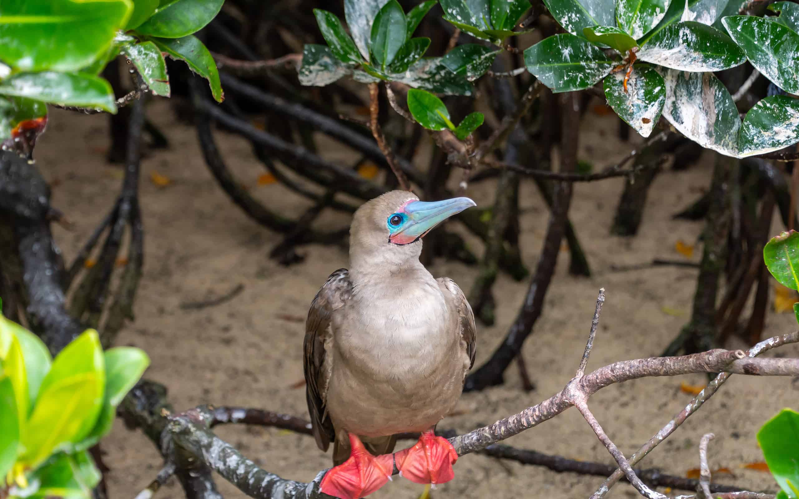 Perched Red-Footed Booby