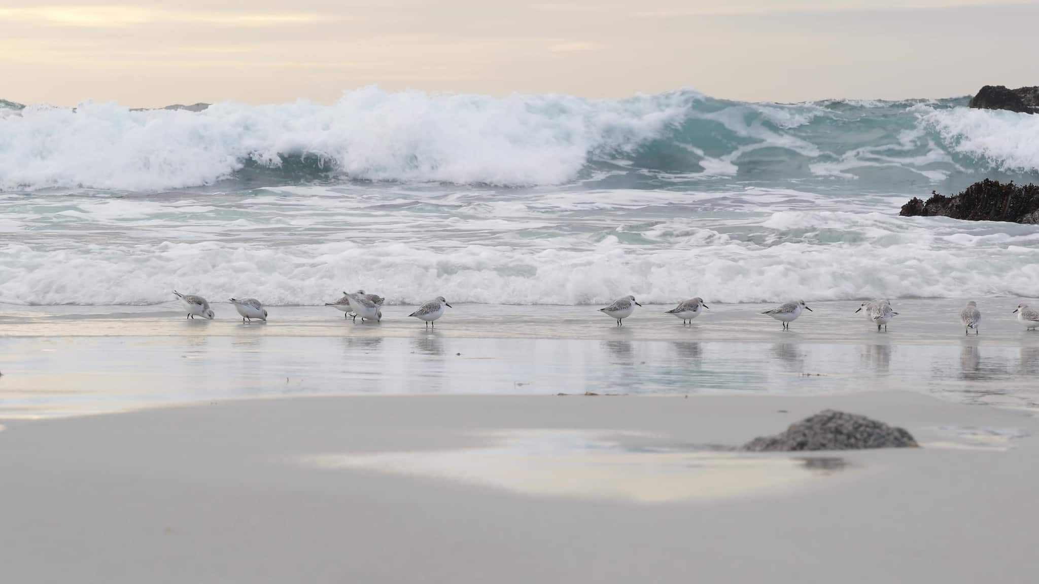 12 Interesting Facts about Plovers - A-Z Animals