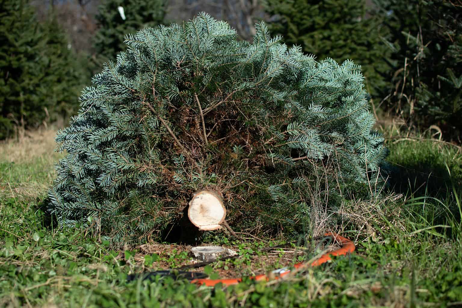 How to Keep Your Balsam Fir Christmas Tree Thriving AZ Animals