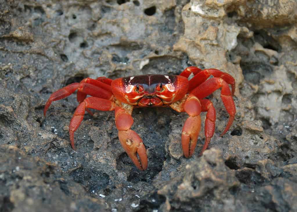 Close-up of rare red crab of the Christmas Island, Australia
