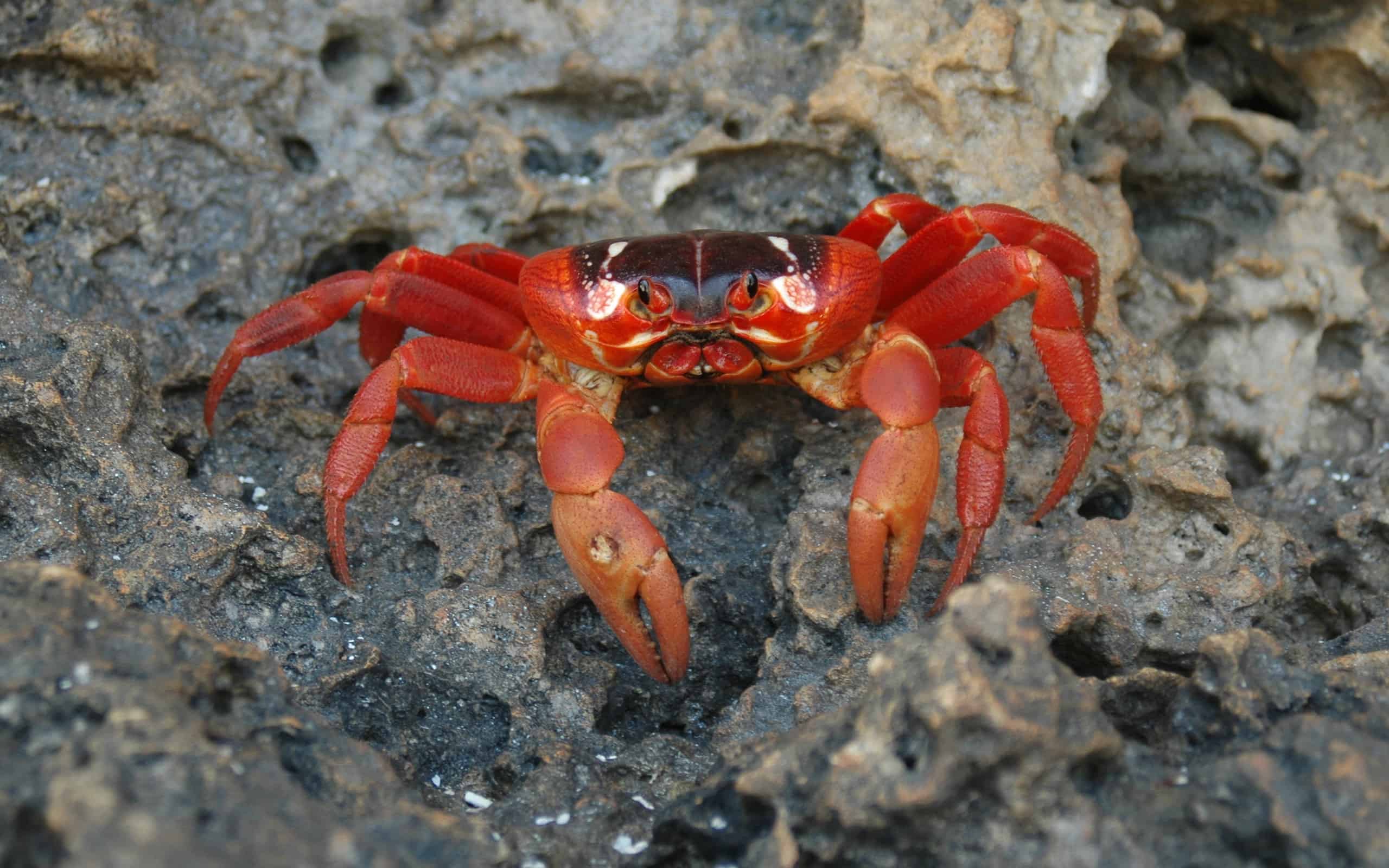 Close-up of rare red crab of the Christmas Island, Australia