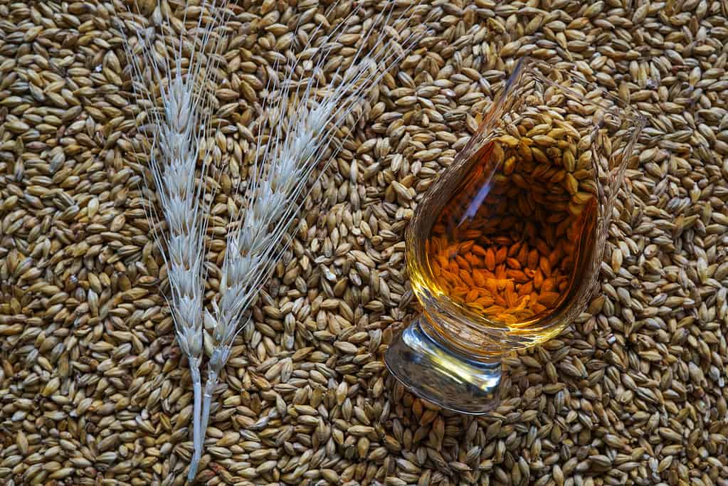 A glass of whisky and dried barley ears on malted barley grains