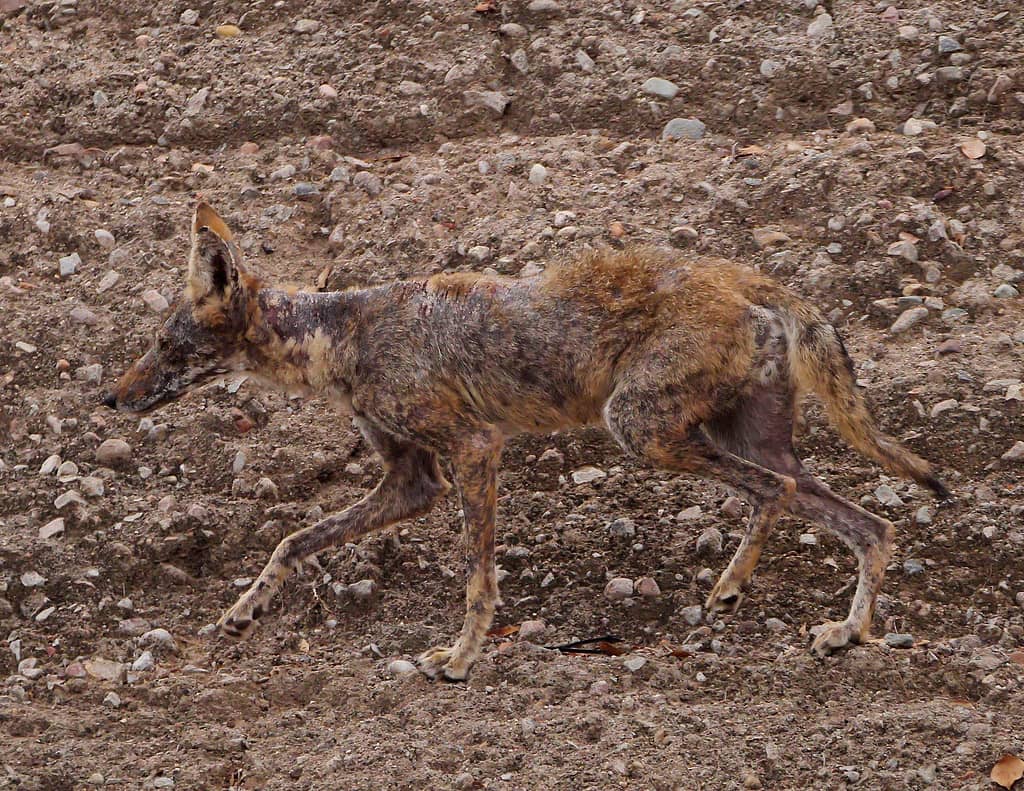 Coyote suffering from mange hunts along a river bank