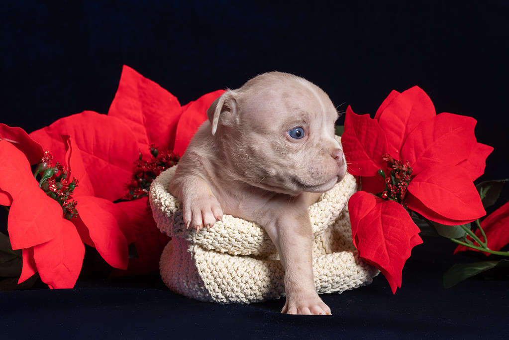 Little cute American Bully puppy sitting in a box next to artificial Christmas red poinsettia flowers.