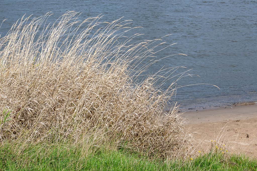 View of dry Switchgrass at the beach on a sunny day