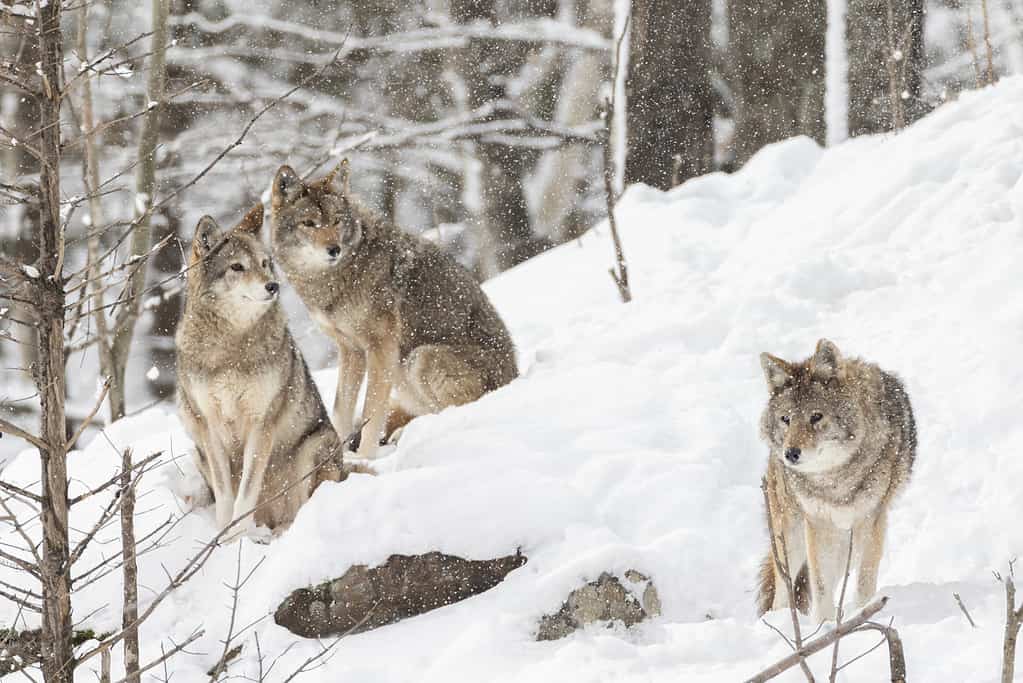 coyotes in winter