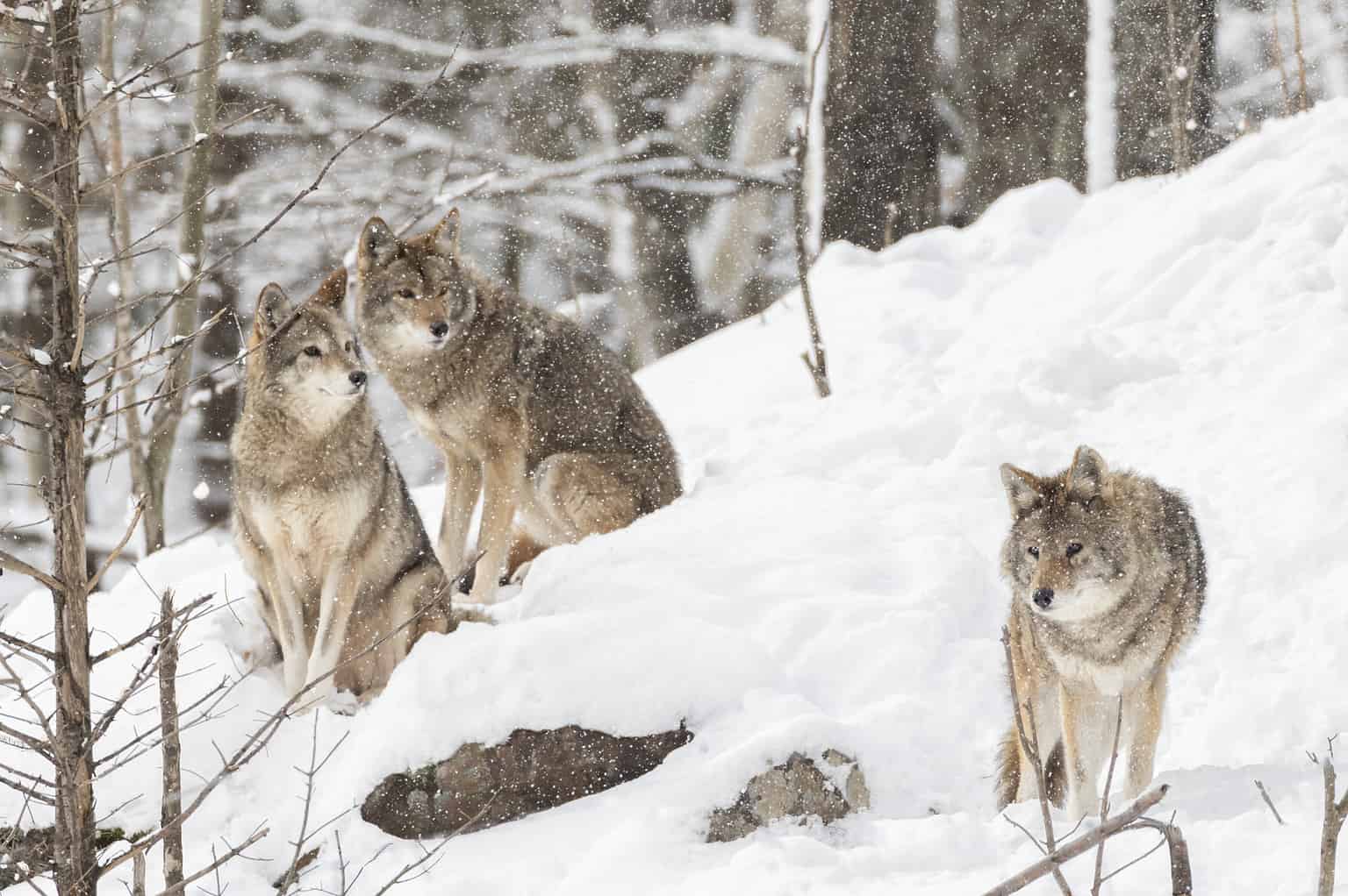 Coyotes in Washington State: Population, Common Locations, Hunting ...