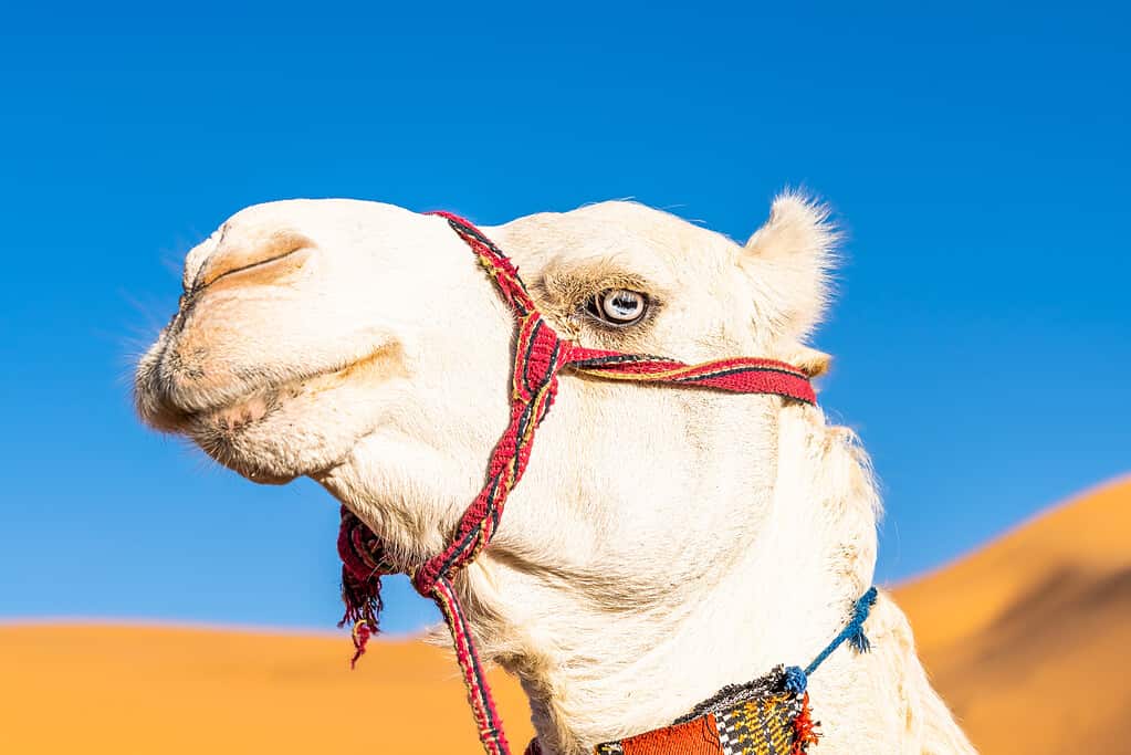 Blue eyed white dromedary camel with red decorated reins.