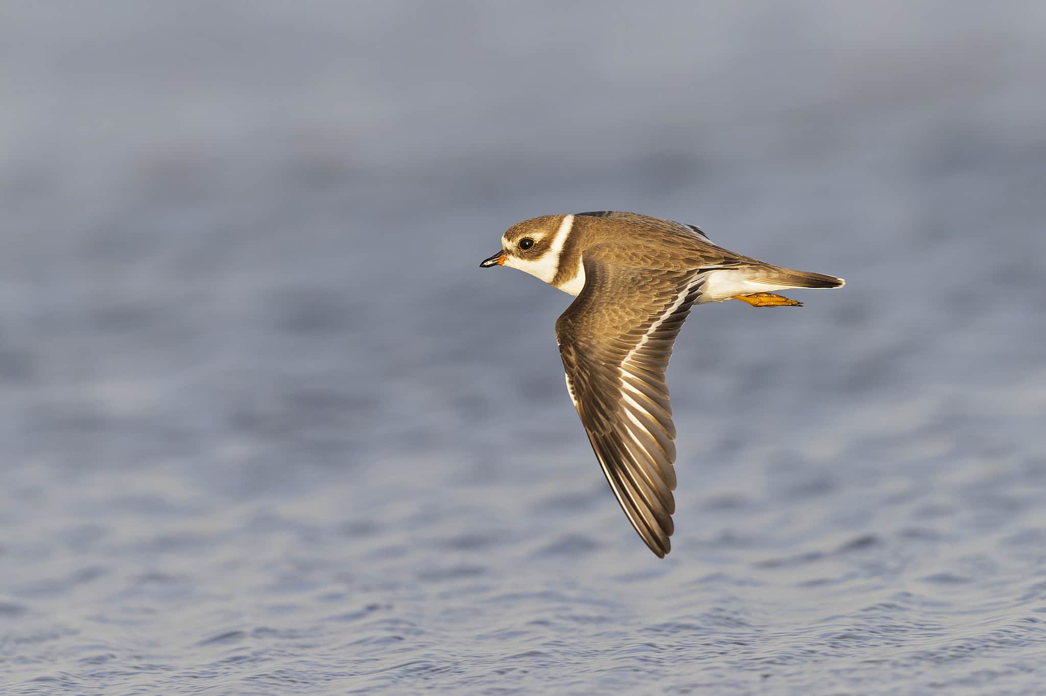 12 Interesting Facts about Plovers - A-Z Animals