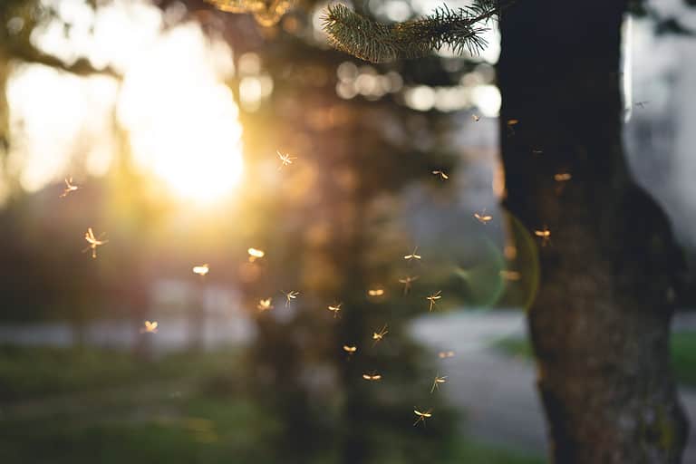 Mosquito, Grass, Flying, Insect, Outdoors