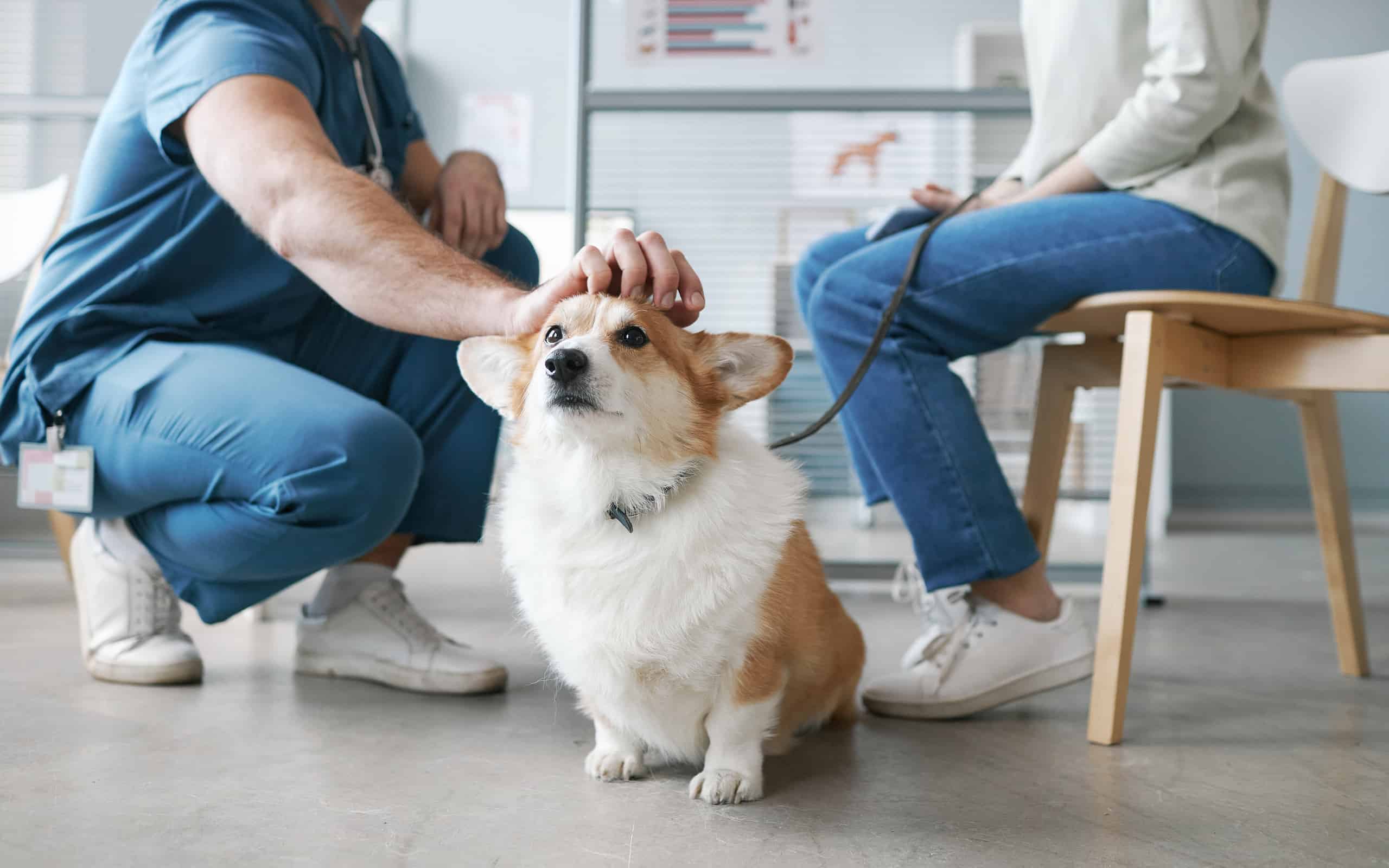 Veterinarian, Dog, Animal, Customer, Office