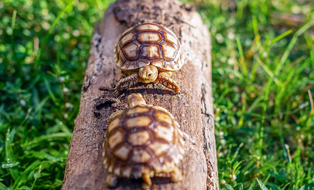 Close up of two Sulcata tortoise or African spurred tortoise classified as a large tortoise in nature, Top view of couple Beautiful baby African spur tortoises on a large log