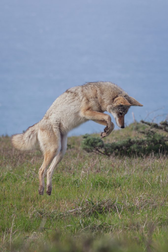 Coyote leaping at Point Reyes National Seashore