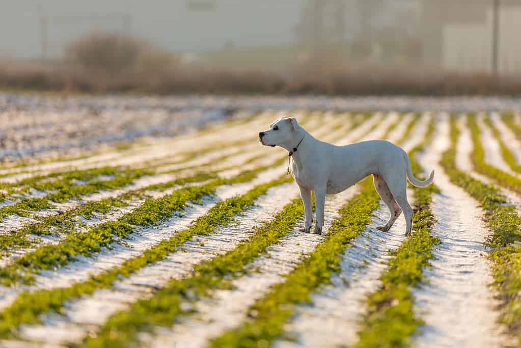 young dogo argentino in the field with beauty sun