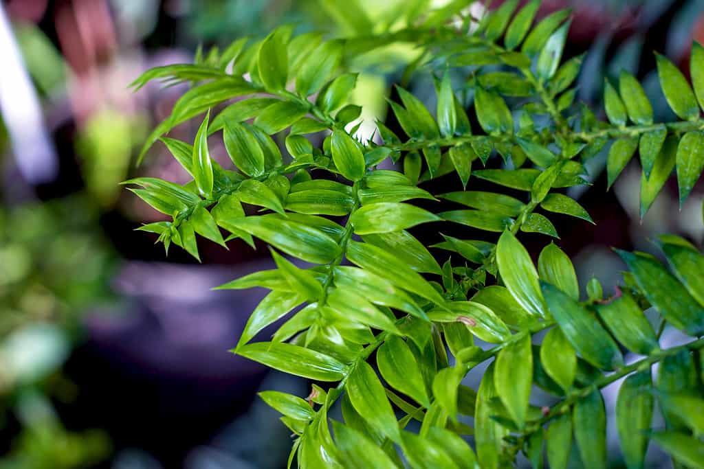 Bright green bunya pine, or simply bunya (Araucariaceae Araucaria Bidwillii Hook.) leaves