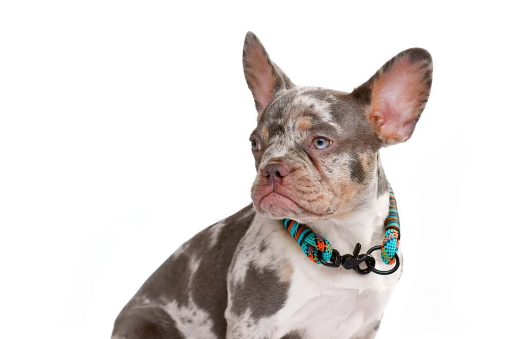Merle tan colored French Bulldog dog with collar