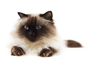 Male vs. Female Himalayan Cats: 5 Key Differences Picture