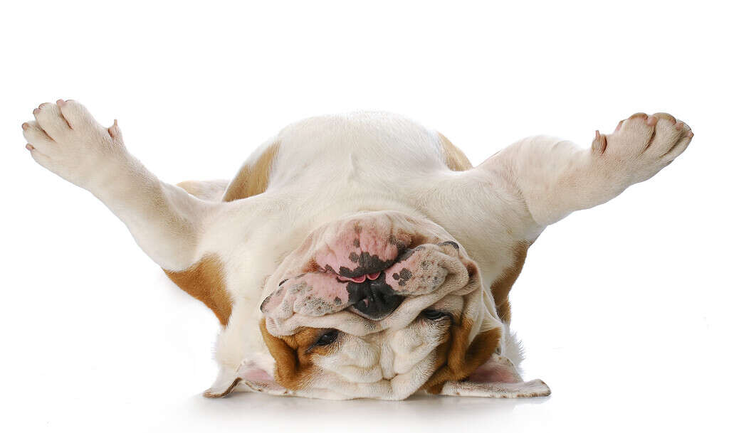 Bulldogs are one of our 20 dog breeds prone to obesity.