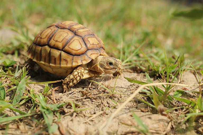 African Sulcata Tortoise Natural Habitat