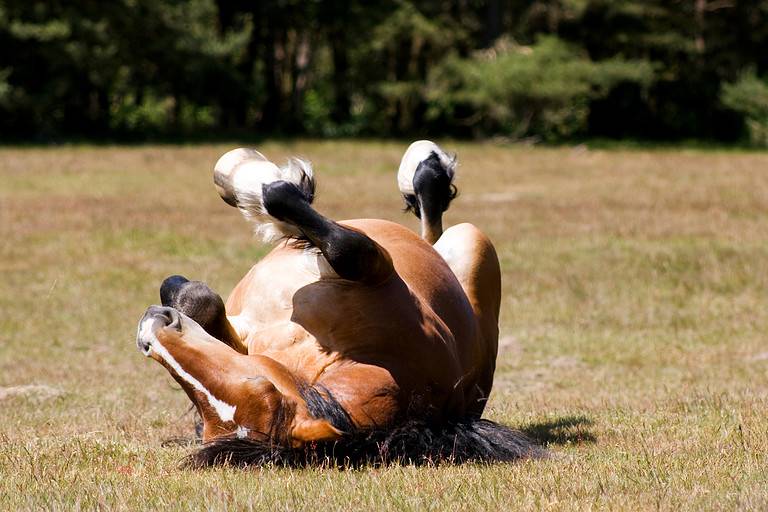 Horse