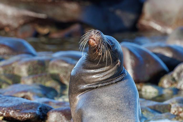 close-up Galapagos sea lion (Zalophus wollebaeki) in black stones: 1 of the fascinating animals of the Galapagos Islands