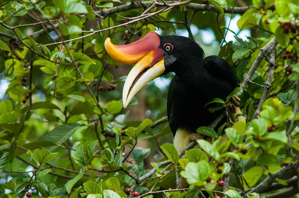 Rhinoceros Hornbill female