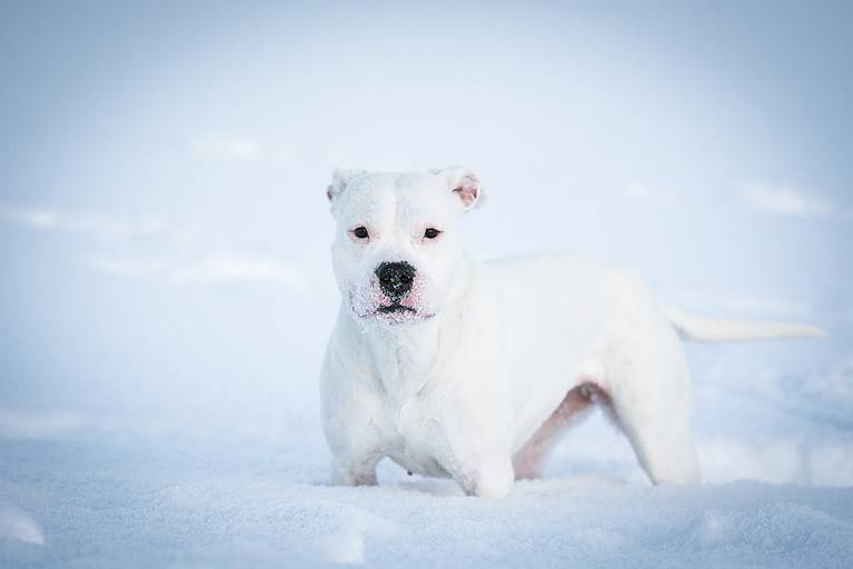Dogo Argentino