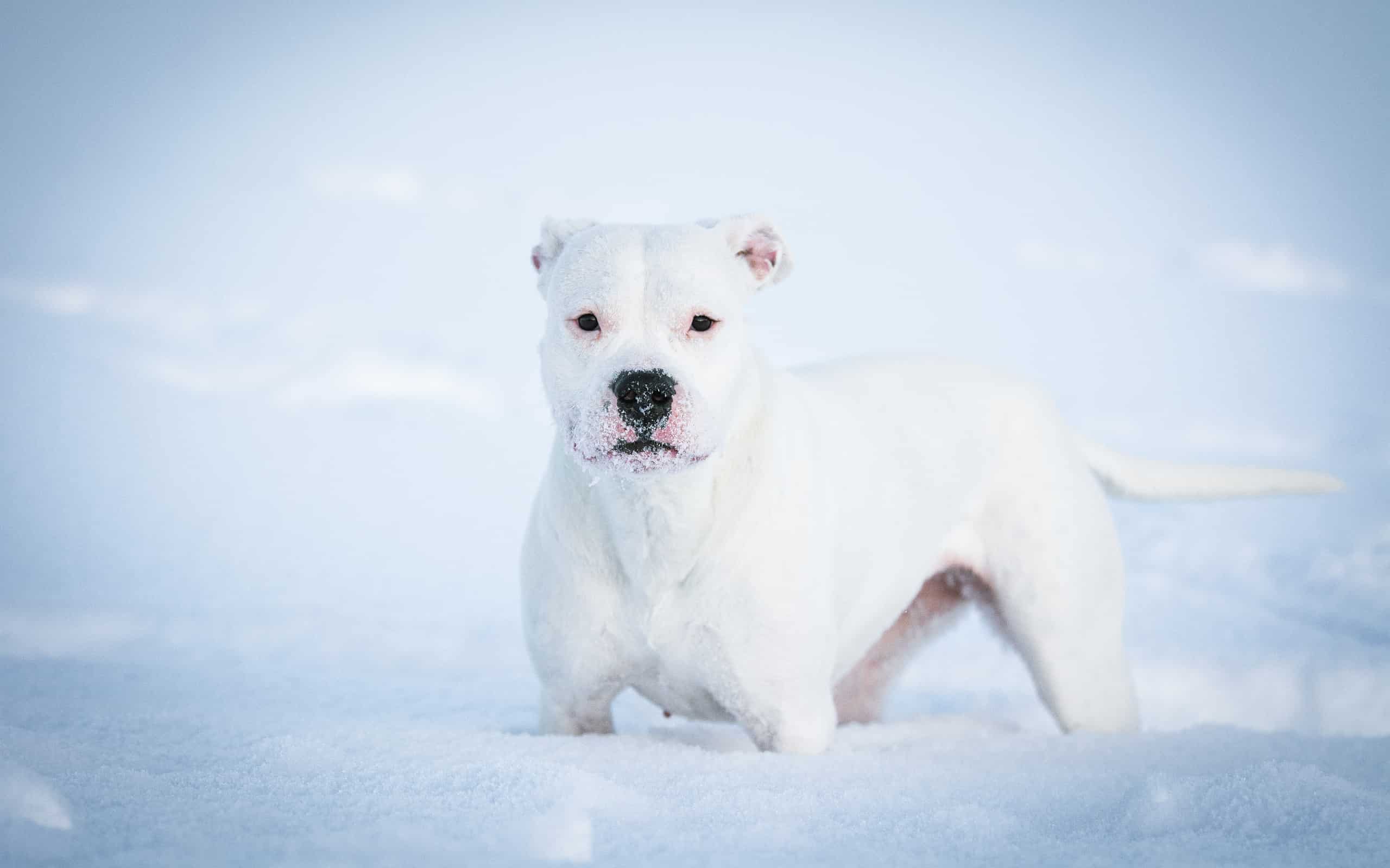 white Dogo Argentino dog in the snow