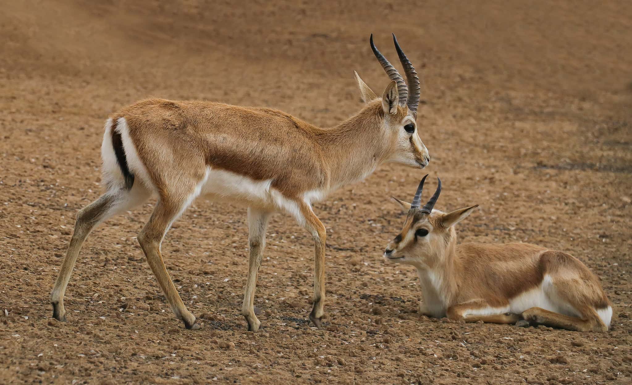 How Fast Are Gazelles? Top Speeds and How It Compares to Predators A