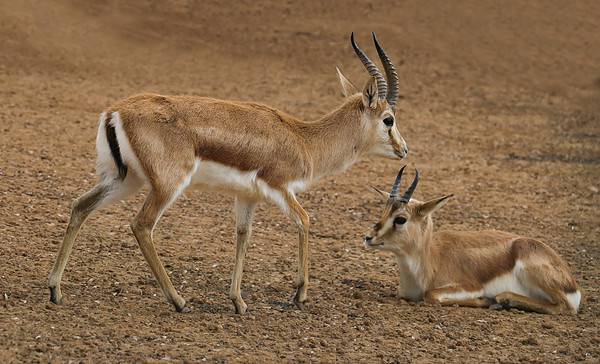 How Fast Are Gazelles? Top Speeds and How It Compares to Predators - A