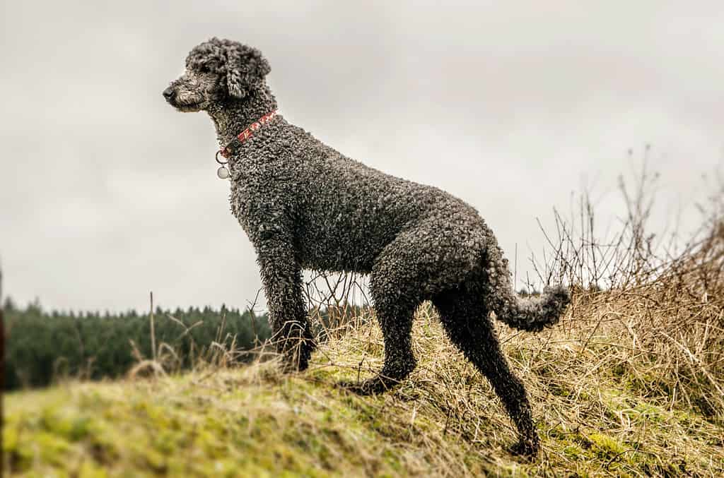 Black poodle looking out across fields