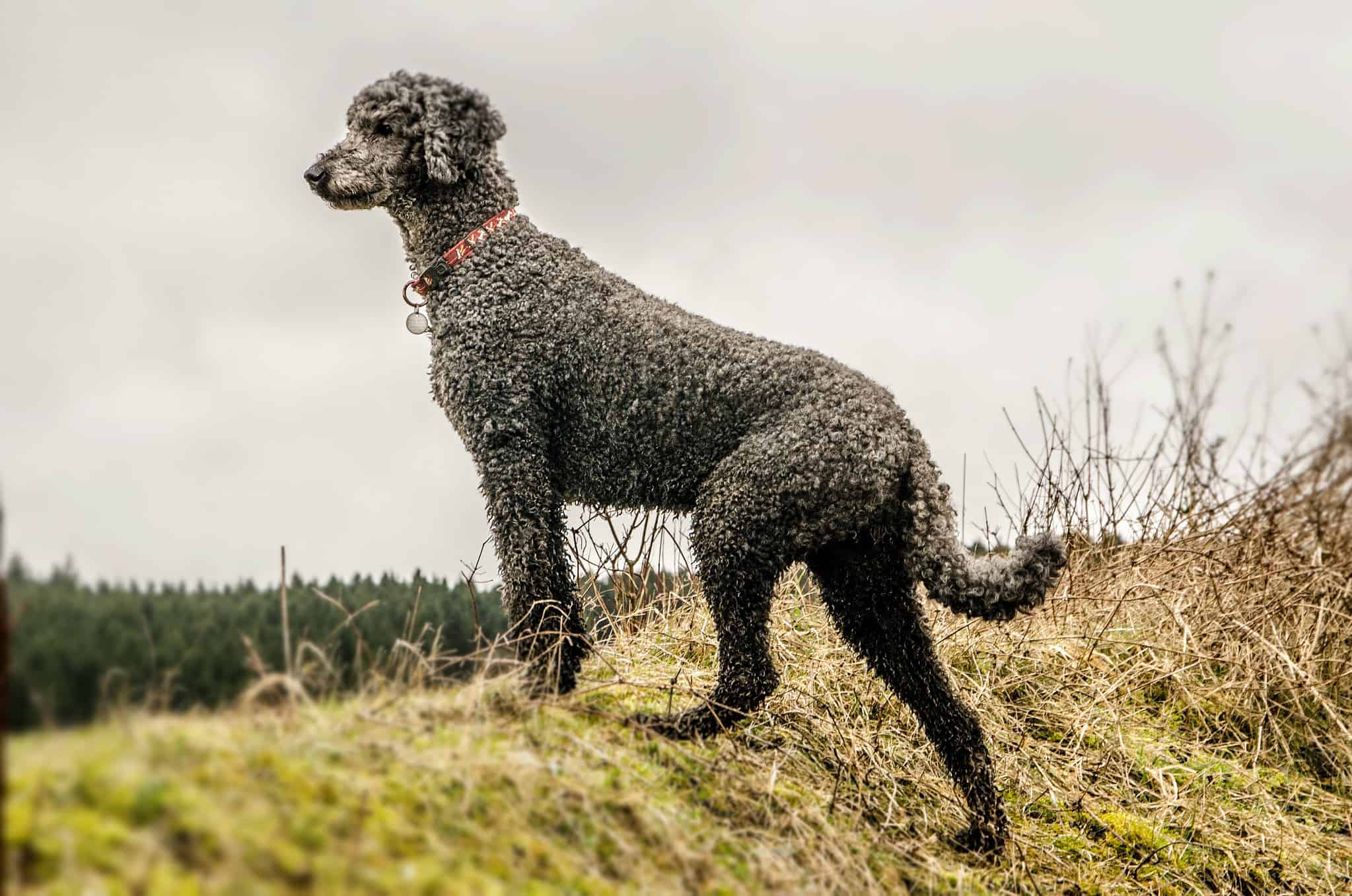 How to Train Your Poodle: The 5 Best Methods and Tips - A-Z Animals