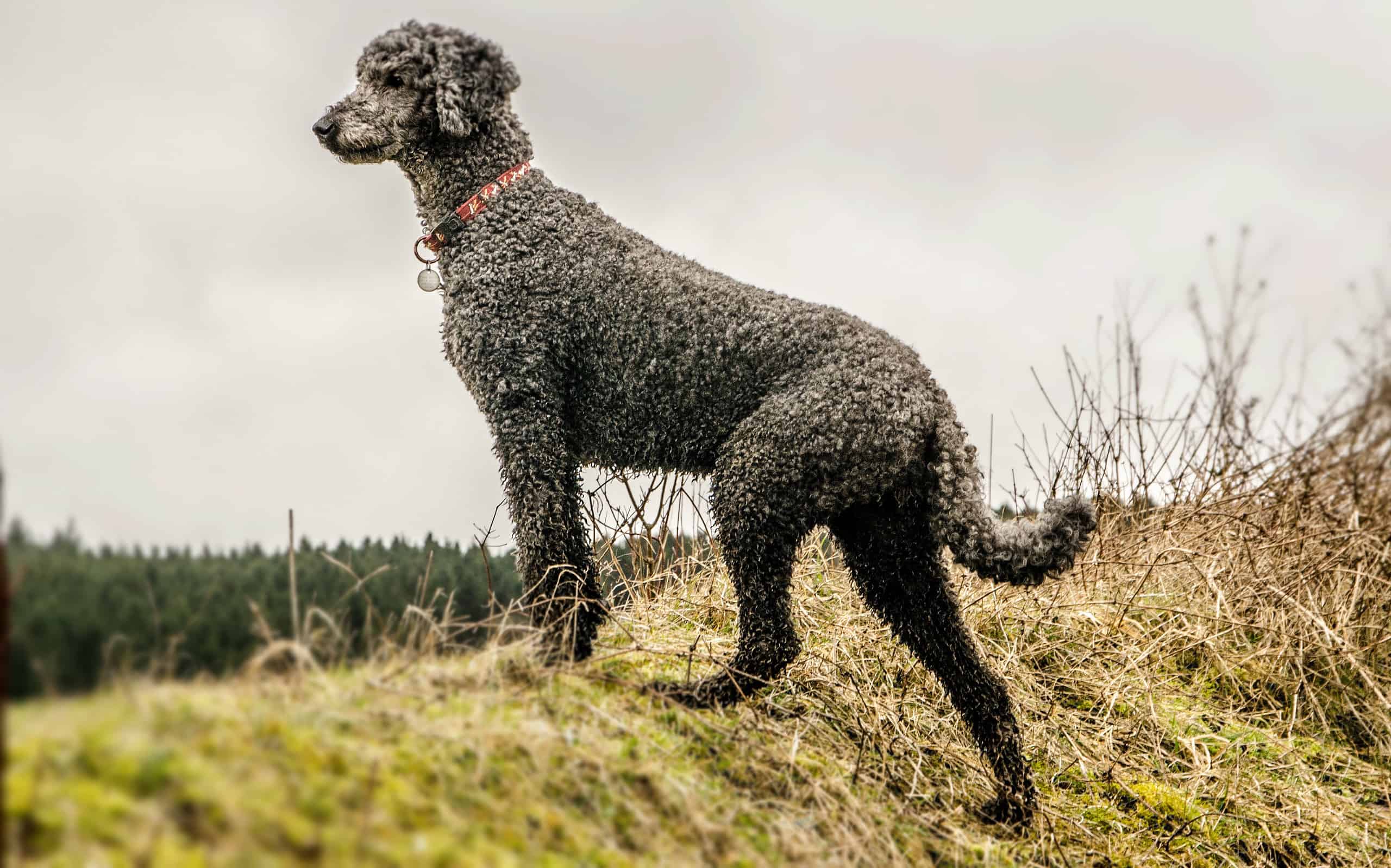 Black poodle looking out across fields