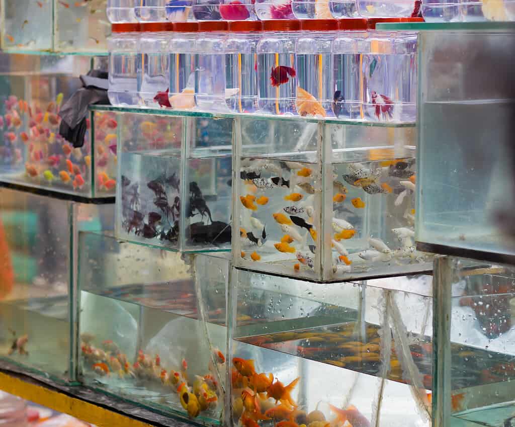Various colorful ornamental fish are kept in small aquariums and containers for sale in pet store or market. Beautiful small fishes like betta, goldfish and mollies are seen swimming around.