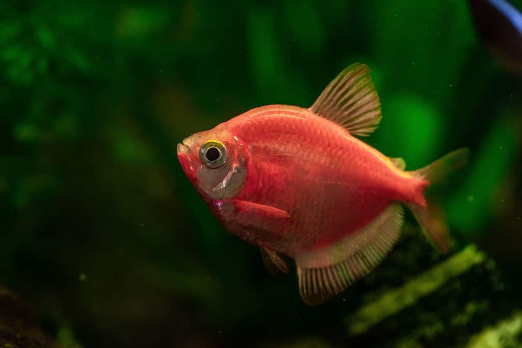 Closeup shot of a red tetra fish in a clear aqua aquarium with lush aquatic plants in the background